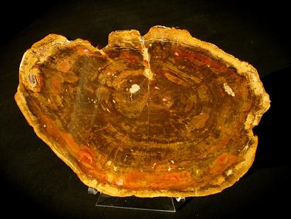 Manufacturers Exporters and Wholesale Suppliers of Petrified Wood Ajmer Rajasthan